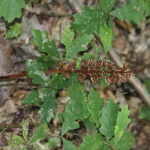 Photographie n°2929423 du taxon Neottia nidus-avis (L.) Rich. [1817]