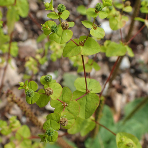 Photographie n°2929563 du taxon Euphorbia stricta L. [1759]