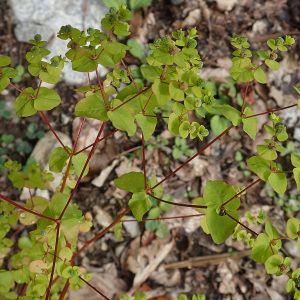 Photographie n°2929564 du taxon Euphorbia stricta L. [1759]