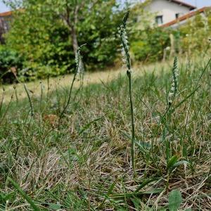 Photographie n°2929568 du taxon Spiranthes spiralis (L.) Chevall.