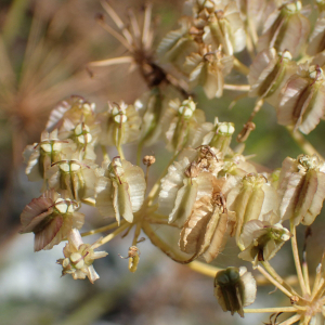 Photographie n°2929629 du taxon Siler montanum Crantz