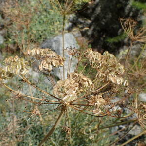 Photographie n°2929630 du taxon Siler montanum Crantz