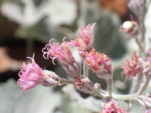 Sylvain Piry, le 22 août 2024 (Vallouise-Pelvoux (France, Hautes-Alpes, Vallouise-Pelvoux, Haute Vallée du Torrent du Sélé (2471 m)))