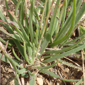 Photographie n°2929903 du taxon Plantago maritima subsp. serpentina (All.) Arcang.