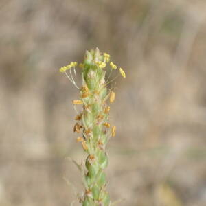 Photographie n°2929904 du taxon Plantago maritima subsp. serpentina (All.) Arcang.