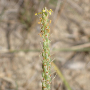 Photographie n°2929905 du taxon Plantago maritima subsp. serpentina (All.) Arcang.