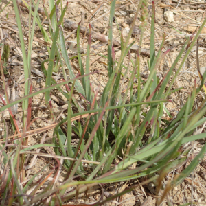 Photographie n°2929908 du taxon Plantago maritima subsp. serpentina (All.) Arcang.