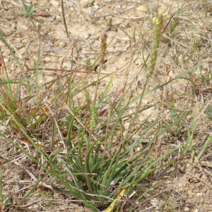 Photographie n°2929909 du taxon Plantago maritima subsp. serpentina (All.) Arcang.