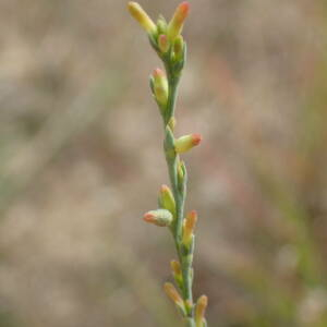 Photographie n°2929911 du taxon Thymelaea gussonei Boreau [1859]