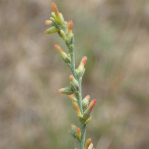 Photographie n°2929912 du taxon Thymelaea gussonei Boreau [1859]