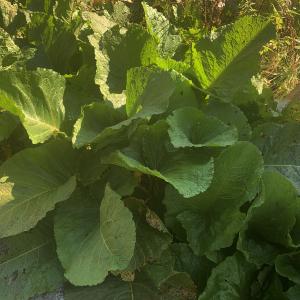Photographie n°2929980 du taxon Rumex alpinus L. [1759]