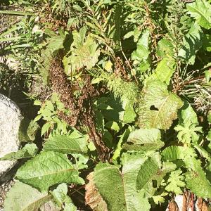 Photographie n°2929984 du taxon Rumex alpinus L. [1759]