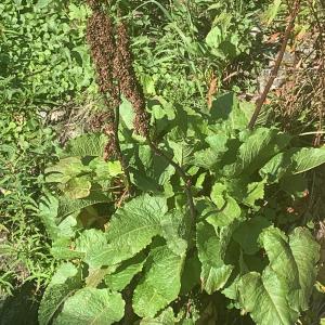 Photographie n°2929985 du taxon Rumex alpinus L. [1759]