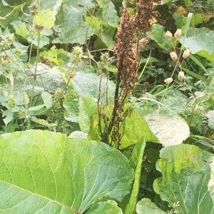 Photographie n°2929986 du taxon Rumex alpinus L. [1759]