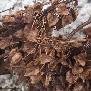 Photographie n°2929987 du taxon Rumex alpinus L. [1759]