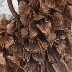 Photographie n°2929988 du taxon Rumex alpinus L. [1759]