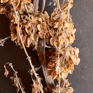 Photographie n°2929989 du taxon Rumex alpinus L. [1759]