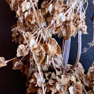 Photographie n°2929990 du taxon Rumex alpinus L. [1759]