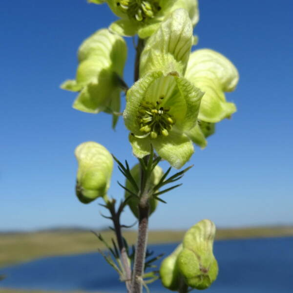 Aconitum anthora L. [nn496] par Jean-Claude Calais le 27/08/2024 - Marchastel