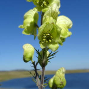 Aconitum anthora L. [nn496] par Jean-Claude Calais le 27/08/2024 - Marchastel