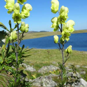 Aconitum anthora L. [nn496] par Jean-Claude Calais le 27/08/2024 - Marchastel