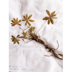 Alchemilla transiens (Buser) Buser (Alchémille du basalte)