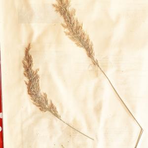 Photographie n°2930205 du taxon Calamagrostis villosa (Chaix) J.F.Gmel. [1791]