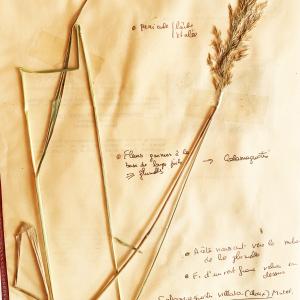 Photographie n°2930206 du taxon Calamagrostis villosa (Chaix) J.F.Gmel. [1791]