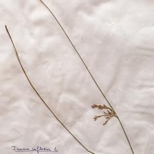 Photographie n°2930324 du taxon Juncus inflexus L. [1753]