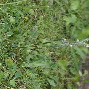 Photographie n°2930502 du taxon Spiranthes spiralis (L.) Chevall. [1827]