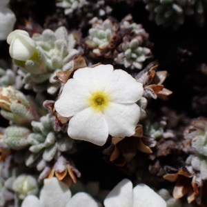 Photographie n°2930689 du taxon Androsace argentea (C.F.Gaertn.) Lapeyr.