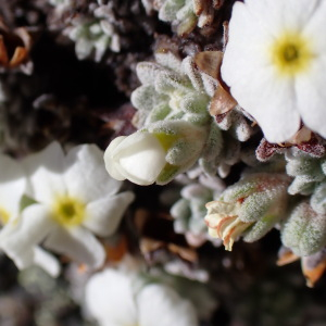 Photographie n°2930691 du taxon Androsace argentea (C.F.Gaertn.) Lapeyr.