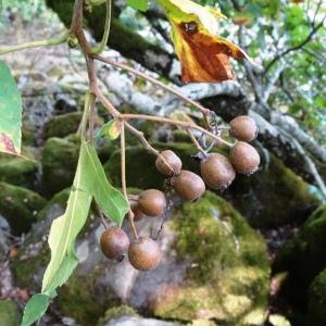 Photographie n°2930727 du taxon Sorbus torminalis (L.) Crantz [1763]