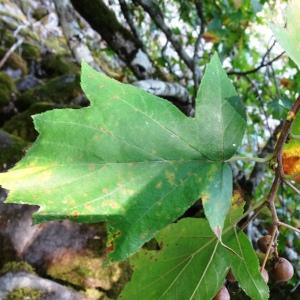 Photographie n°2930728 du taxon Sorbus torminalis (L.) Crantz [1763]