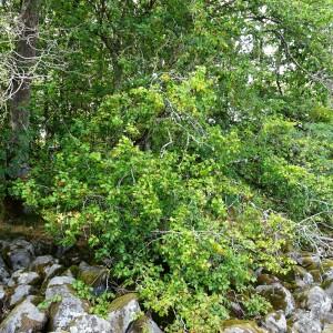 Photographie n°2930729 du taxon Sorbus torminalis (L.) Crantz [1763]