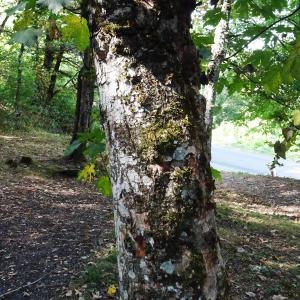Photographie n°2930740 du taxon Acer pseudoplatanus L. [1753]