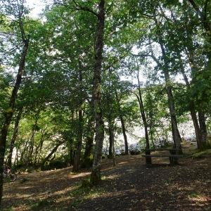 Photographie n°2930741 du taxon Acer pseudoplatanus L. [1753]