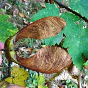 Photographie n°2930742 du taxon Acer pseudoplatanus L. [1753]
