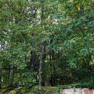 Photographie n°2930743 du taxon Acer pseudoplatanus L. [1753]
