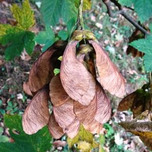 Photographie n°2930744 du taxon Acer pseudoplatanus L. [1753]