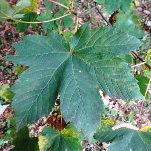 Photographie n°2930745 du taxon Acer pseudoplatanus L. [1753]