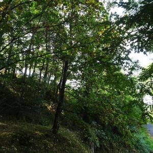 Photographie n°2930746 du taxon Acer pseudoplatanus L. [1753]