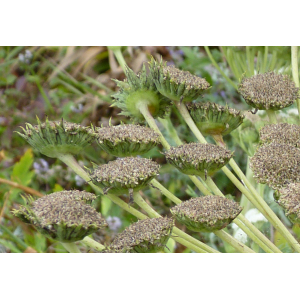 Seseli gummiferum Pall. ex Sm.