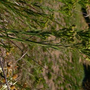 Photographie n°2930885 du taxon Galatella linosyris var. linosyris
