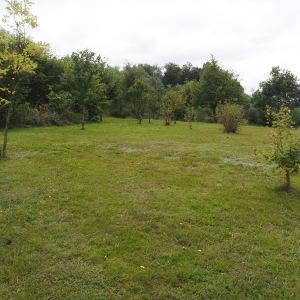 Photographie n°2930952 du taxon Spiranthes spiralis (L.) Chevall. [1827]