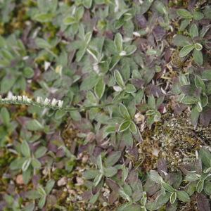 Photographie n°2930953 du taxon Spiranthes spiralis (L.) Chevall. [1827]