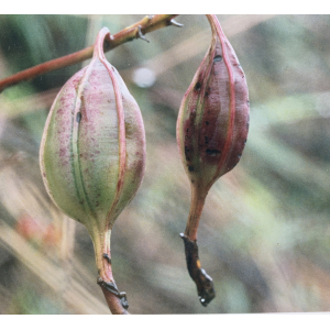 Momordica charantia L.