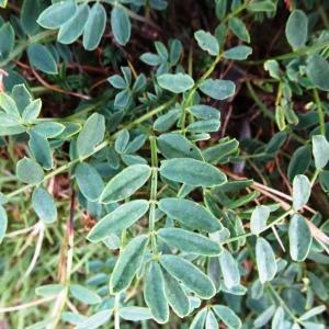 Photographie n°2930983 du taxon Hippocrepis comosa L. [1753]