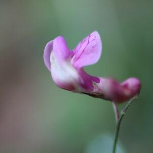 Photographie n°2936300 du taxon Lathyrus niger (L.) Bernh. [1800]