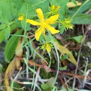 Photographie n°2941537 du taxon Hypericum perforatum L.